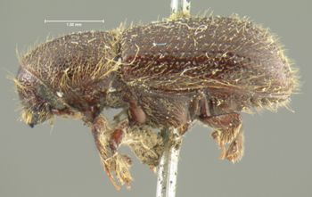 Media type: image;   Entomology 8289 Aspect: habitus lateral view